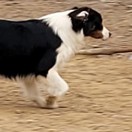 Sissy - Miniature Australian Shepherd