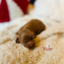 Yule - Buff male Cockapoo puppy in Alexandria, Alabama from Bright and Beautiful Cockapoos and Doodles