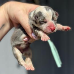 Peaches (mint) - Blue female Pembroke Welsh Corgi puppy in East Oakdale, California from Rhettro Kennels