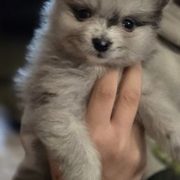 Mini - Blue merle male Pomeranian puppy in Mays Landing, New Jersey from KB Pom Pups