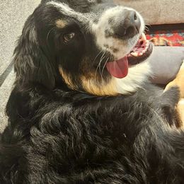 Australian Shepherd All Grown Up from Muckalee Lane Aussies