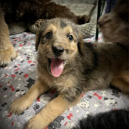 Cynthia - Merle female Assorted Doodle Crosses puppy in Kansas City, Missouri from Beary GoldenDoodles