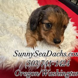 Teddy - Red male Dachshund puppy in Gearhart, Oregon from SunnySeaDachs