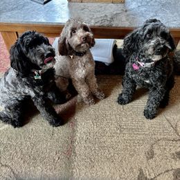 Australian Cobberdog All Grown Up from MountainAyres Australian Cobberdogs