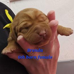 Brenda - Yellow female Labrador Retriever puppy in Sidney, Nebraska from Nebraska Strong Labradors