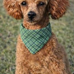 Remy - Poodle