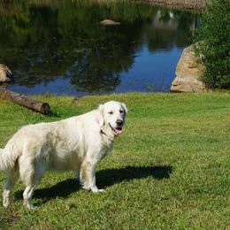 Golden Retriever All Grown Up from Golden Pond Retrievers
