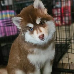 Siberian Husky Puppies from Anime Huskies