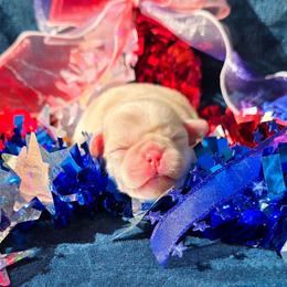 White Boy - White male Pug puppy in Tulsa, Oklahoma from Locust Creek Pugs