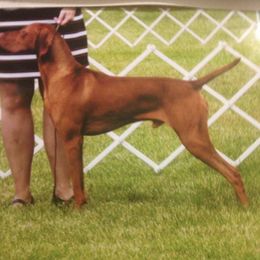 Vizslas from Jazzberry Vizslas