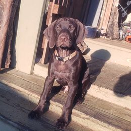 Marcus - Liver male German Shorthaired Pointer puppy in Ashford, Alabama from Gosha & Nusha Kennel
