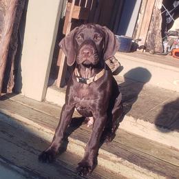 Marcus - Liver male German Shorthaired Pointer puppy in Ashford, Alabama from Gosha & Nusha Kennel
