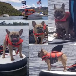 Odi - French Bulldog