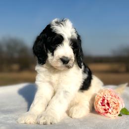 Beatrice - Black and white female Bernedoodle puppy in Osage City, Kansas from Golden Ridge Goldens