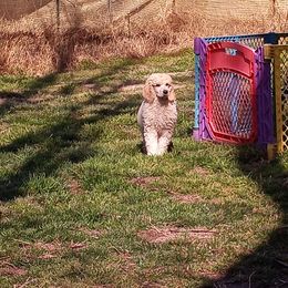 Chihuahua and Poodle Puppies from October Glory Standard Poodles