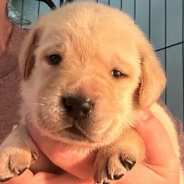 Garnet - Yellow male Labrador Retriever puppy in Rock Hill, South Carolina from North Star Retrievers