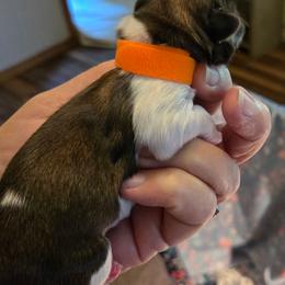 Female Brindle orange - Brindle female Shih Tzu puppy in Missouri from Farm Animal Mommy Shih tzu's Michalek Dog Breeder