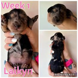 Laikyn - Dapple female Dachshund puppy in Michigan from M.H.P Dachshunds