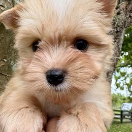 Rico - Chocolate tan and white male Biewer Terrier puppy in Bunnell, Florida from Royal Biewer and Royal Aussies
