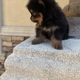 Daisy - Black and tan female Pomeranian puppy in Corpus Christi, Texas from Crown Rose Pomeranians