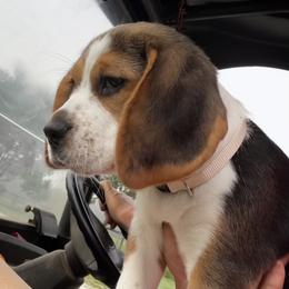 Beagle Puppies from Leslie Beagles of Leslie Farm