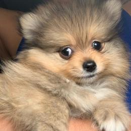 Mars - Orange sable male Pomeranian puppy in Los Angeles, California from Lucky Poms of LA