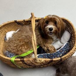 Ruby - Havanese