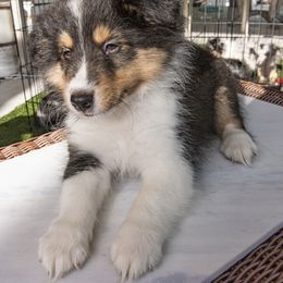 Shetland Sheepdog Puppies from Paradise Farms