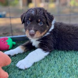 Teddy - Red tri-color female Australian Shepherd puppy in Ramona, California from Blue Moon Aussies