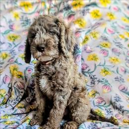 Albus - Merle male Sheepadoodle puppy in Austin, Texas from Darling Doodles