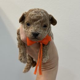 Orange - Red male Cavapoo puppy in Waskom, Texas from Pearls & Curls doodles & poodles