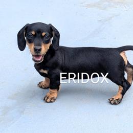 Windy - Black and tan female Dachshund puppy in Missouri from Eridox Dachshunds