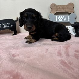 Mable - Black and tan female Dachshund puppy in Mountain Grove, Missouri from Happy Hounds and More🐾