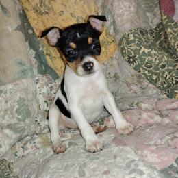 Tag - Rat Terrier