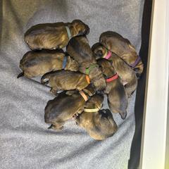 Turquoise F - Red sable female Belgian Malinois puppy in Dewy Rose, Georgia from Rolling G Kennels