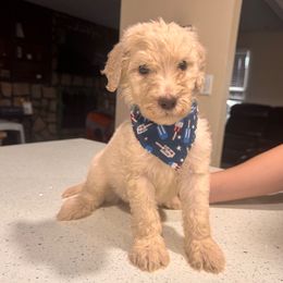 Boy 6 - Apricot male Aussiedoodle puppy in Florida from Doodles & Danes