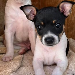 Rat Terriers from So Co Rat Terriers