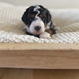 Bernedoodle, Goldendoodle, and Poodle Puppies from Central Valley Canine Companions