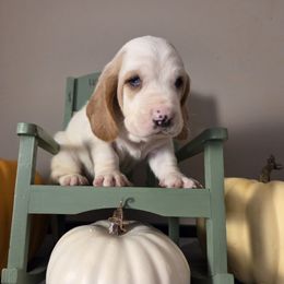 Nessie 2670.00 - Lemon and white female Basset Hound puppy in Denison, Texas from Emma Lou's Baby Bassets