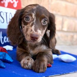 (Videos) READY NOW - Choc Nonpointed Dapple - Dapple male Dachshund puppy in Horizon City, Texas from Willipaws