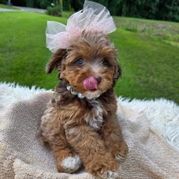 Winnie - Red merle female Aussiedoodle puppy in Haleyville, Alabama from The Cuddly Dood Ranch