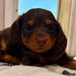 Green girl - Chocolate and tan female Dachshund puppy in Massies Mill, Virginia from Pigeon Hill Dachshunds