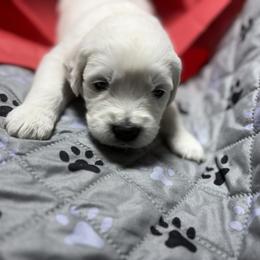 Mr Red - Light golden male Golden Retriever puppy in Grand Island, Nebraska from Loseke Family Retrievers