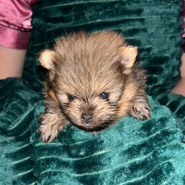 Salem - Orange sable male Pomeranian puppy in Zavalla, Texas from Precious Puff Poms