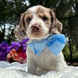 Boomer JR - Piebald male Dachshund puppy in Lakeland, Florida from Elite Doxies Florida
