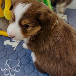 Nugget - Red tri male Miniature Australian Shepherd puppy in Norco, California from Joyfulpuppies