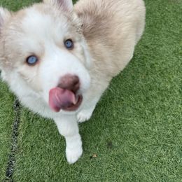 Siberian Husky Puppies from Young Orchard Siberians