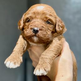 Blue - Red male Australian Labradoodle puppy in Auburn, Washington from West Valley Labradoodles