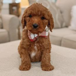 Apollo - Red  male Goldendoodle puppy in Iola, Texas from Supreme Doodles of Texas
