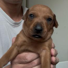 Red Girl 2 - Red female German Pinscher puppy in Las Vegas, Nevada from Levi German Pinschers